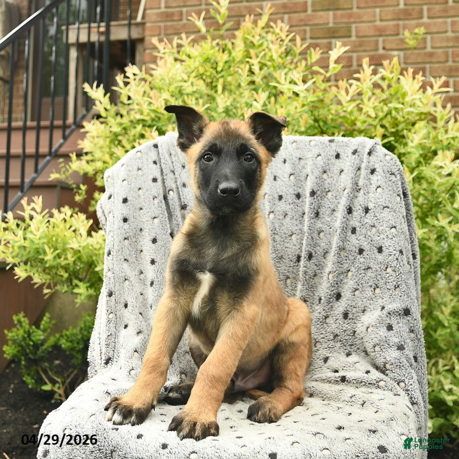 Belgian Malinois dogs for sale: Tripp  - Ad 4