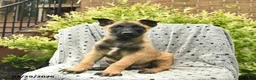 Belgian Malinois dogs for sale: Tripp  - Ad 1
