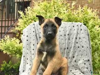 Belgian Malinois dogs for sale: Tripp - Ad 4