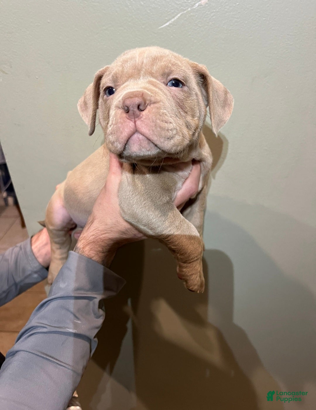 American Bully dogs American Bully Puppy 1 - Ad 2