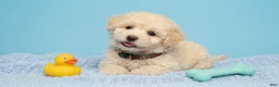 Maltipoo dogs for sale: GUCCI - Ad 5