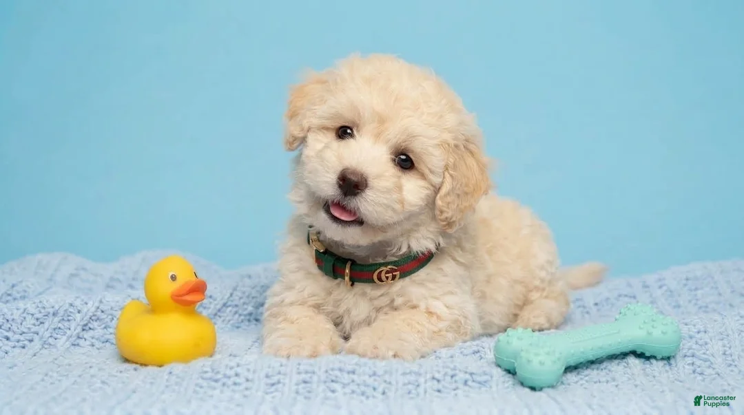 Maltipoo dogs for sale: GUCCI - Ad 5