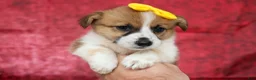 Welsh Corgi Pembroke dogs for sale: Ariel 💕 - Ad 3