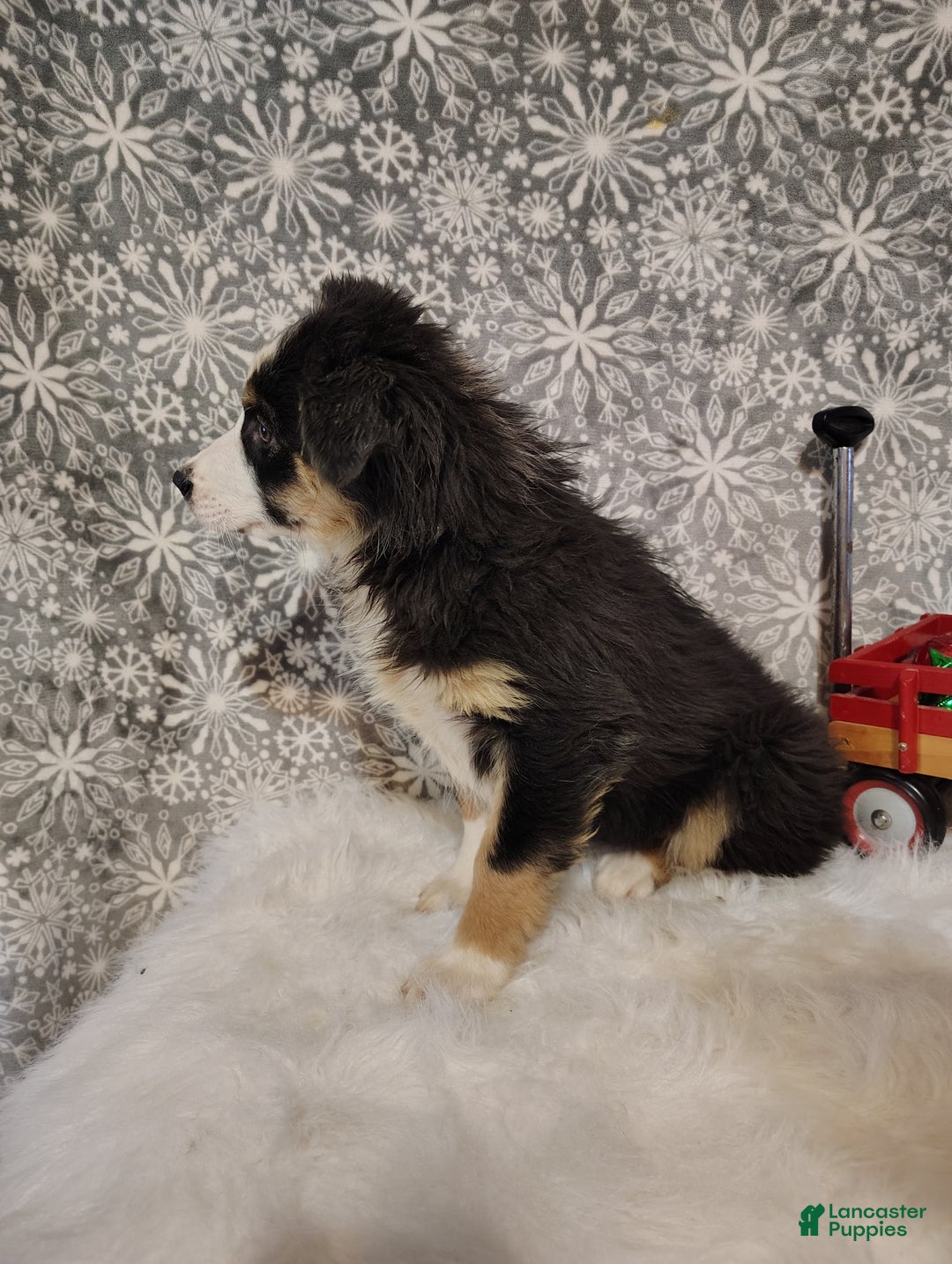 Australian Shepherd dogs for sale: Cookie - Ad 5