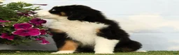 Australian Shepherd dogs for sale: Misty - Ad 5