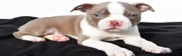 Boston Terrier dogs for sale: Kendall - Ad 6