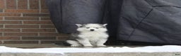 Pomsky dogs for sale: Petunia - Ad 2