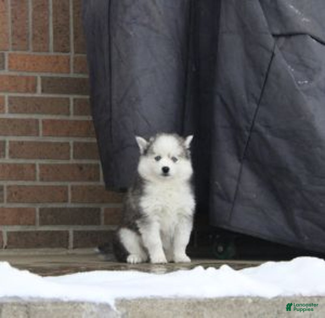 Pomsky dogs for sale: Petunia - Ad 2