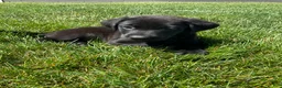 Labrador Retriever dogs for sale: Bo - Ad 5