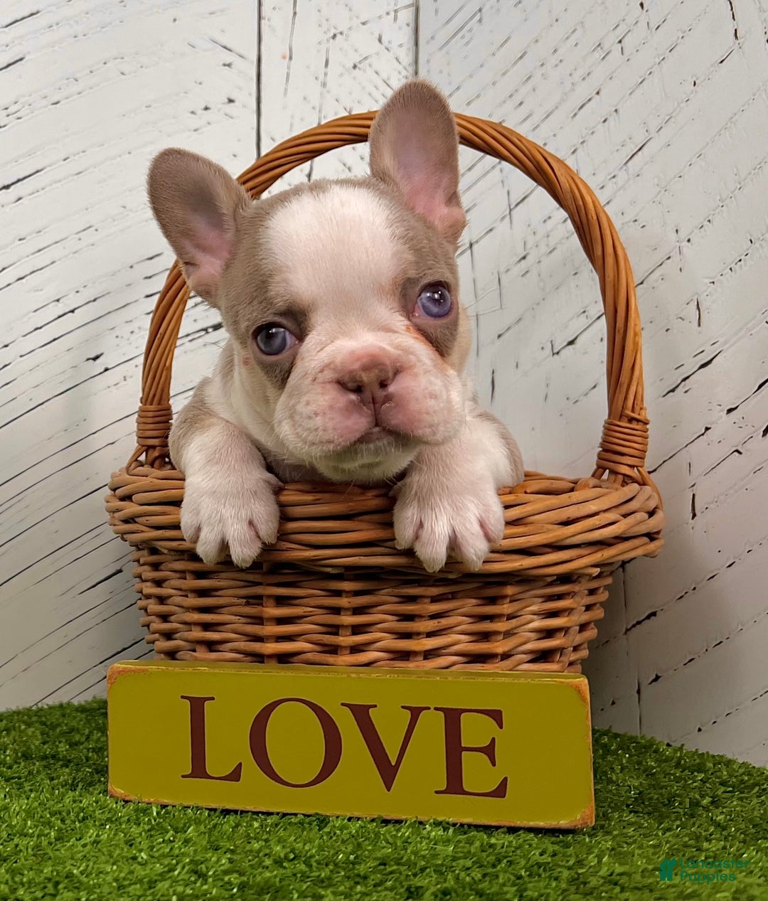 French Bulldog dogs for sale: Buddy - Ad 1