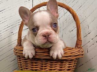 French Bulldog dogs Buddy - Ad 13
