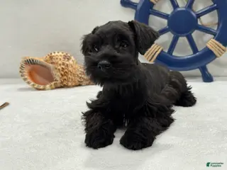 Miniature Schnauzer dogs Bleu Male 3 - Ad 38