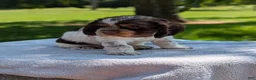 Cocker Spaniel dogs for sale: Bruno - Ad 4