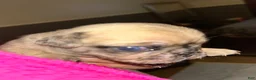 Pug dogs for sale: Pug Puppy 1 - Ad 7