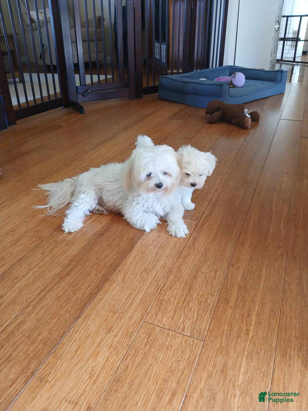 Morkie dogs for sale: Armani - Ad 2