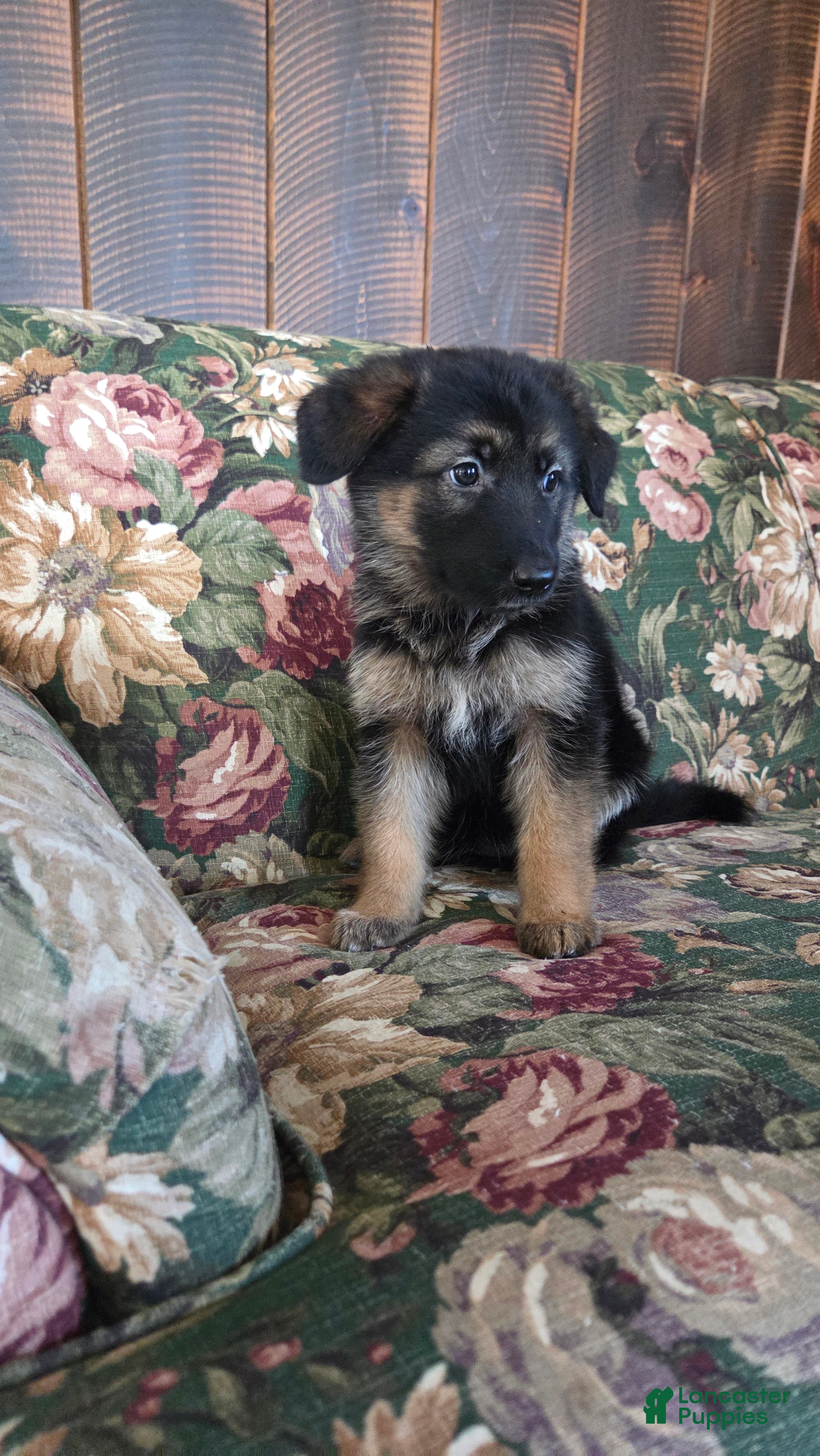 German Shepherd dogs Heather - Ad 1