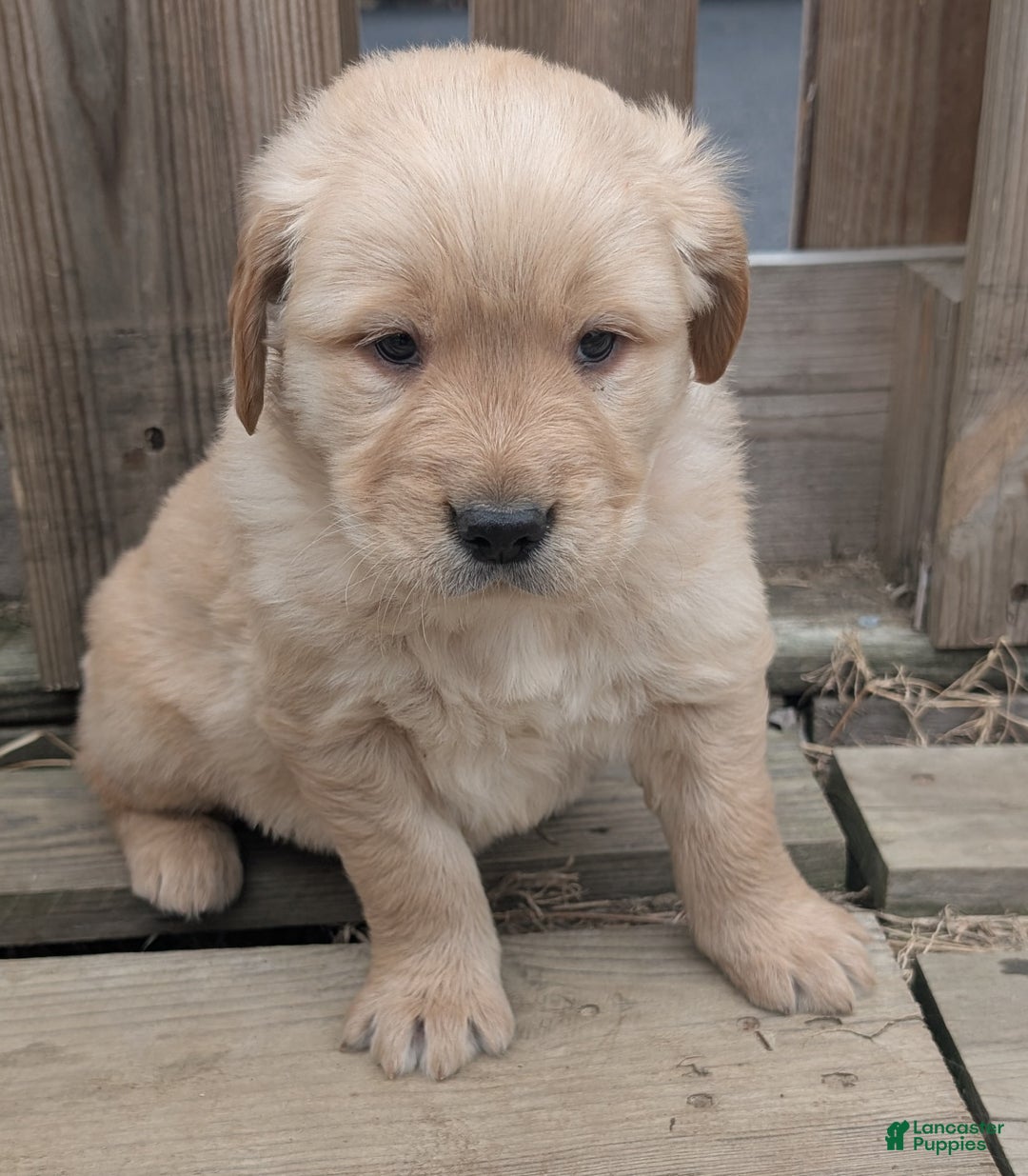 Golden Retriever dogs for sale: Leo - Ad 4