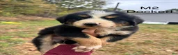 Mixed Breed dogs for sale: Mixed Breed 2 - Ad 2