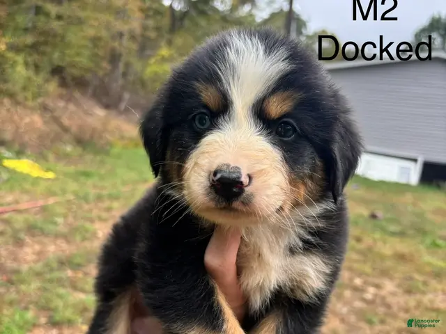Mixed Breed dogs for sale: Mixed Breed 2 - Ad 2