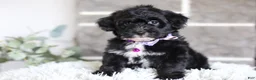 Yorkiepoo dogs for sale: Raven - Ad 12