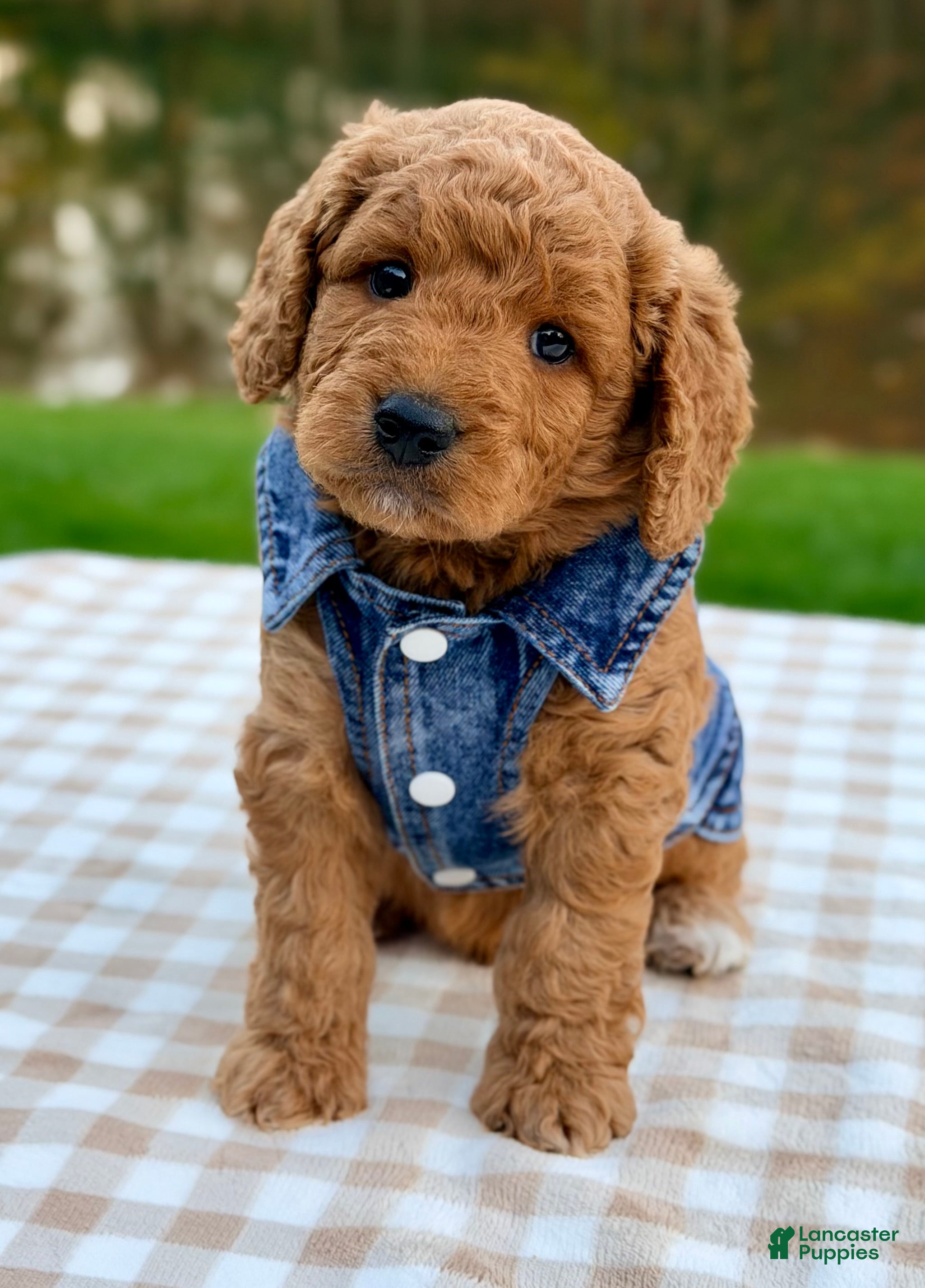 Goldendoodle dogs for sale: Cider-mini  - Ad 1