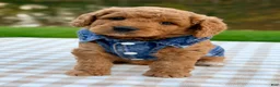 Goldendoodle dogs for sale: Cider-mini  - Ad 1