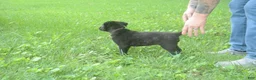 Dutch Shepherd dogs for sale: Brynn - Ad 4