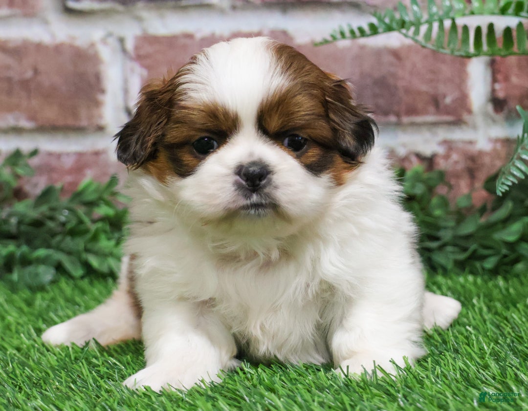Shih Tzu dogs for sale: Barnaby  - Ad 3