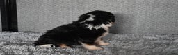 Mini Bernedoodle dogs for sale: Holly  - Ad 5