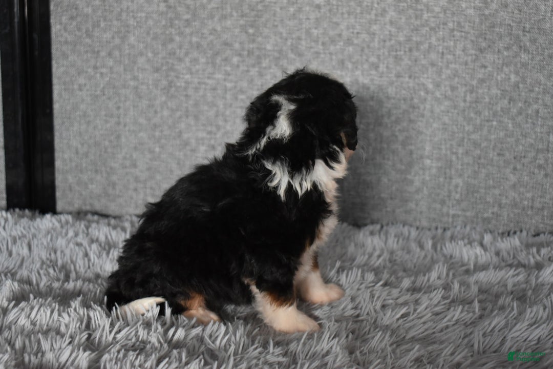 Mini Bernedoodle dogs for sale: Holly  - Ad 5