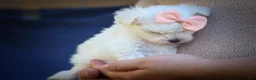 Maltese dogs for sale: Melodie 💕  - Ad 15