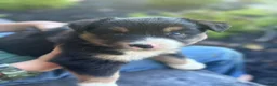 Miniature Australian Shepherd dogs for sale: Cooper - Ad 4