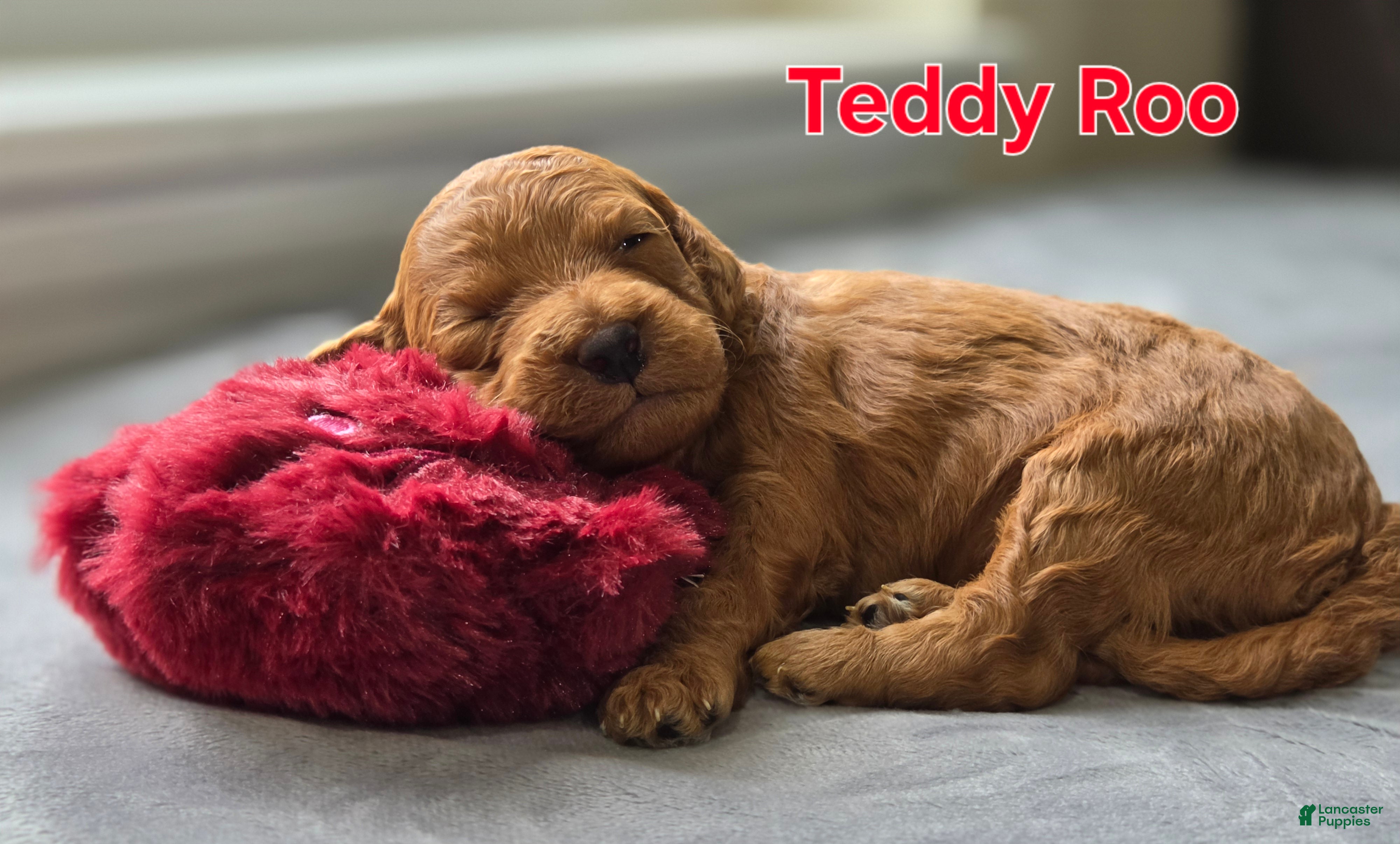 Mini Goldendoodle dogs Teddy Roo - Ad 13