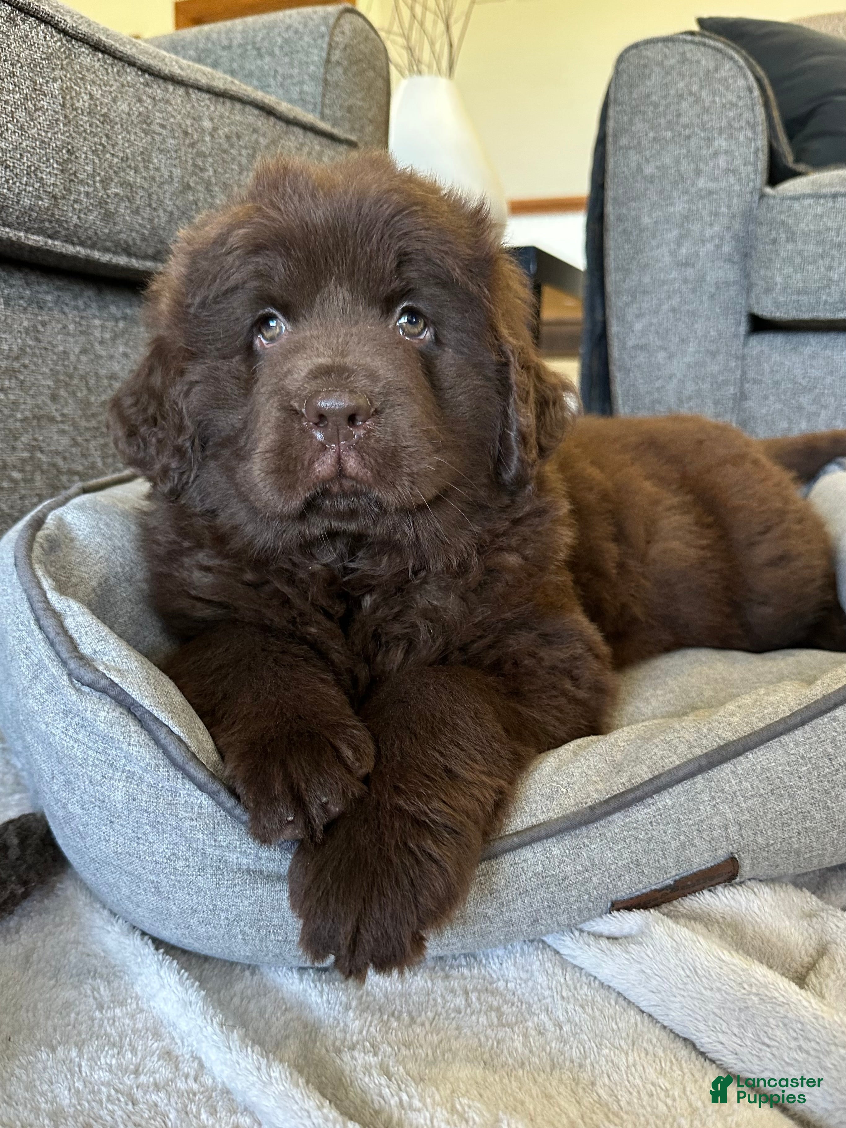 Newfoundland dogs “ Coco ” OFA, CH, AKC - Ad 2
