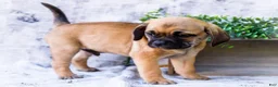 Puggle dogs for sale: Billy - Ad 23
