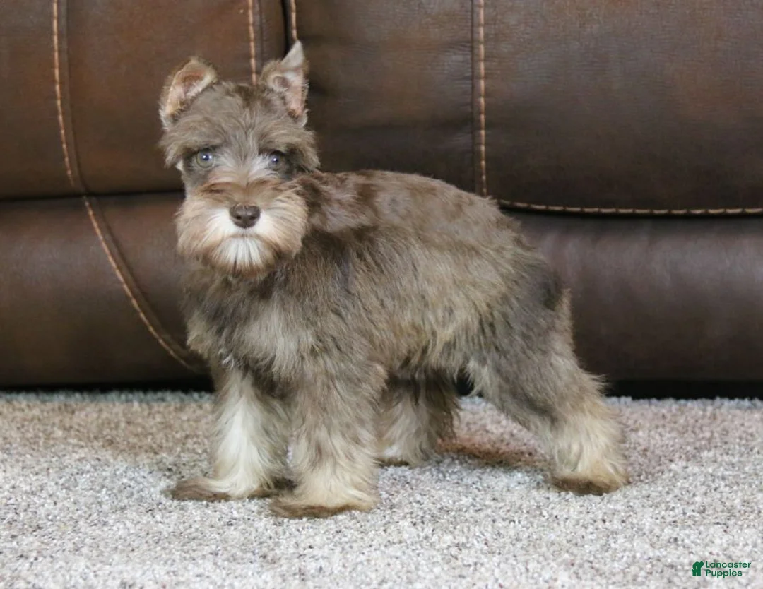 Miniature Schnauzer dogs for sale: Maggie - Ad 4