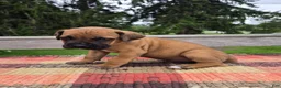 Cane Corso dogs for sale: AKC Viggo - Ad 4