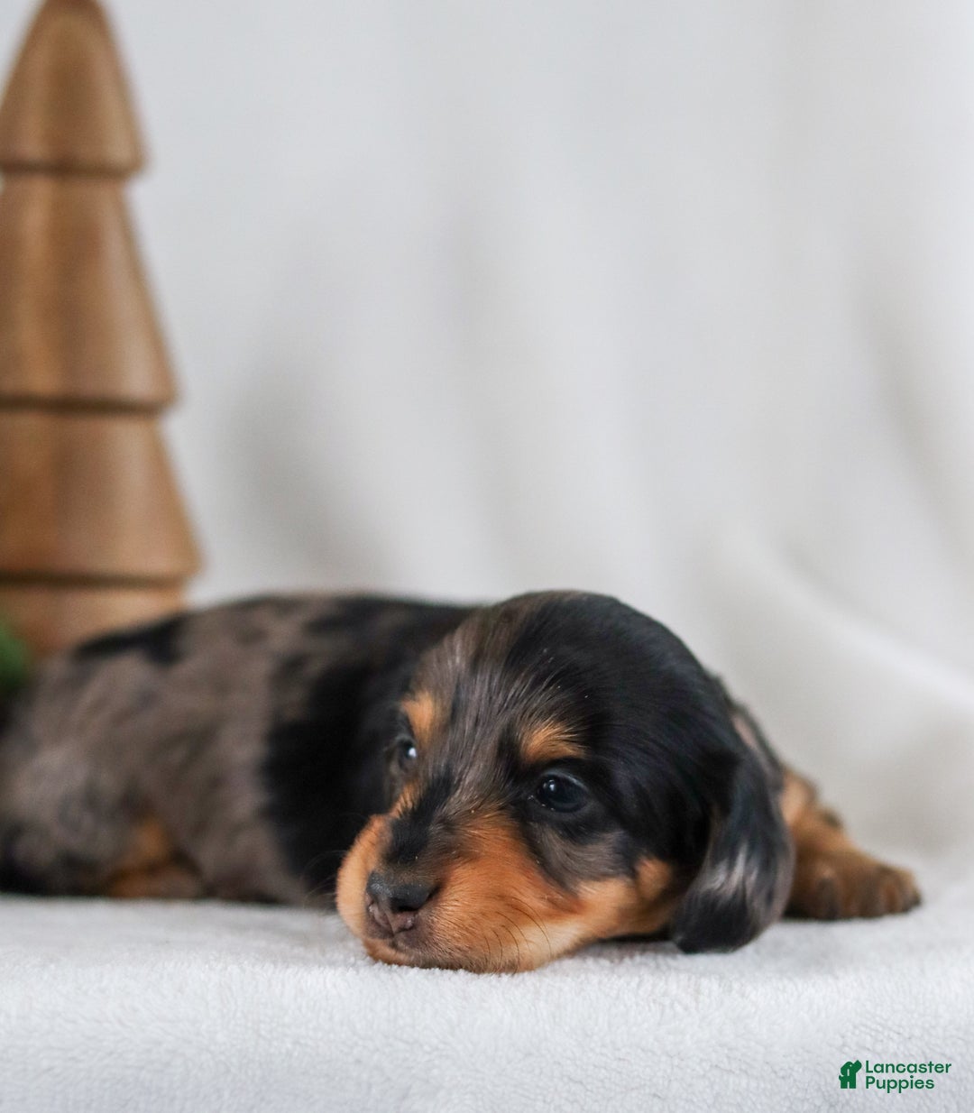 Miniature Dachshund dogs for sale: Ivy - Ad 8
