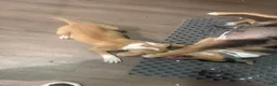 American Bully dogs for sale: American Bully 9 - Ad 3