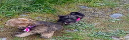 Chorkie dogs for sale: Sweet Pea - Ad 2