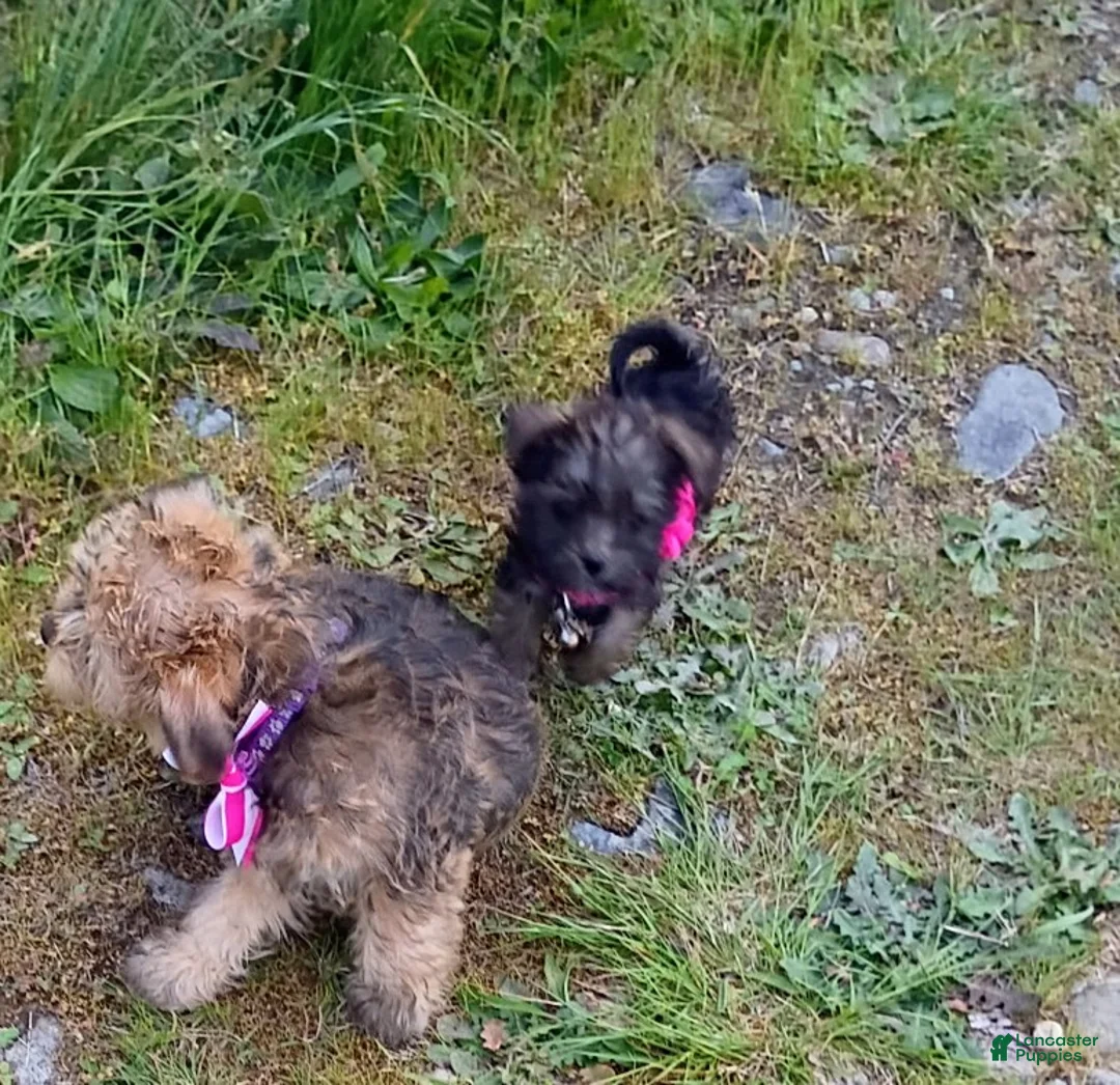 Chorkie dogs for sale: Sweet Pea - Ad 2