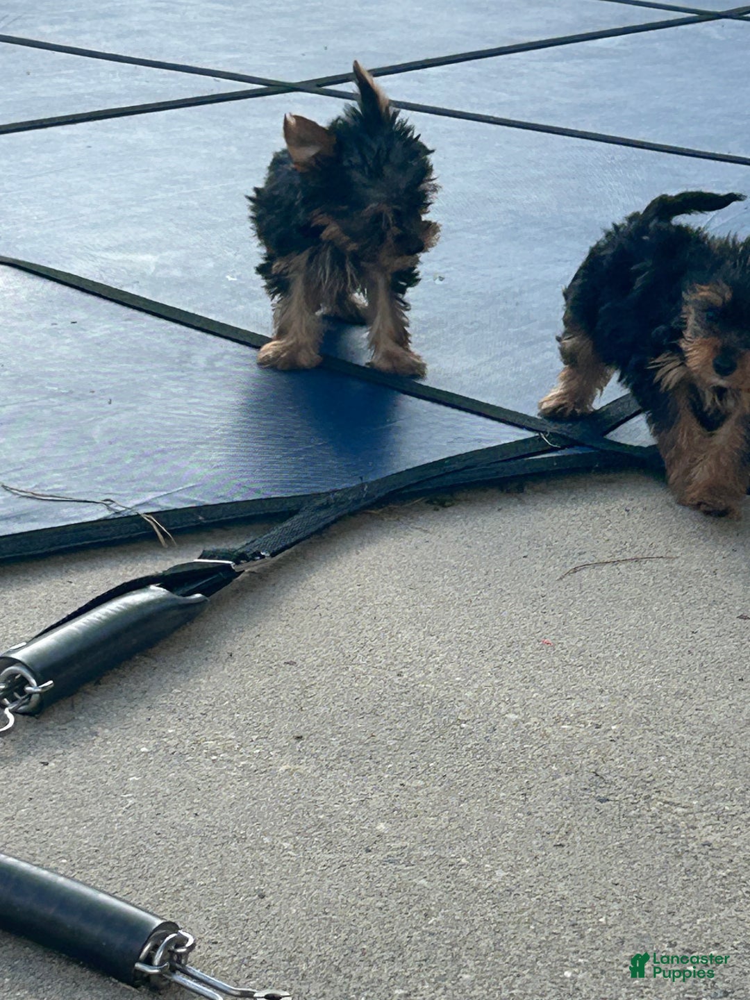 Yorkshire Terrier dogs for sale: Leonardo - Ad 6