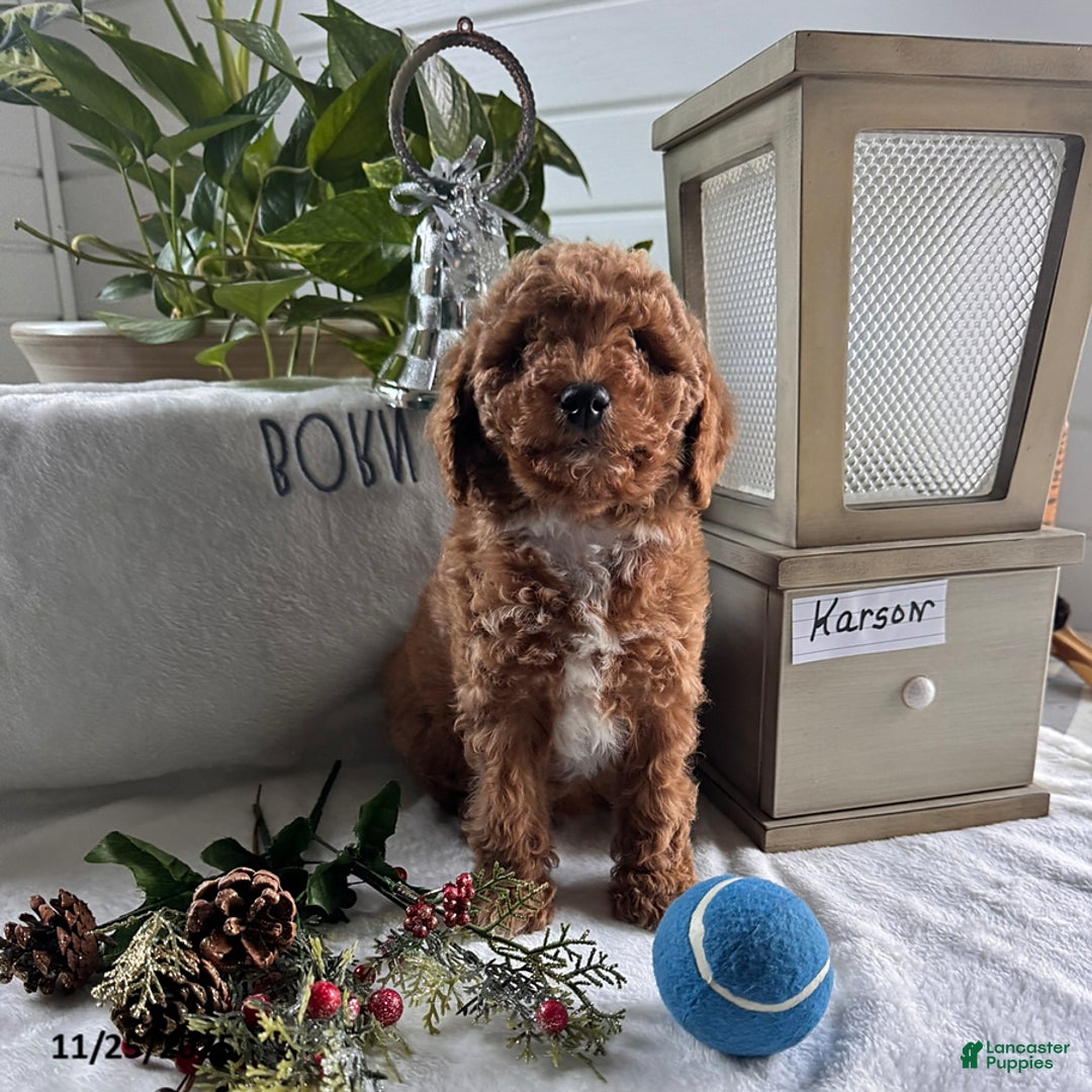 Miniature Poodle dogs for sale: Karson - Ad 3