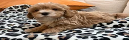 Maltipoo dogs for sale: Cupcake - Ad 5