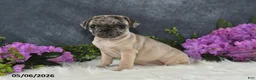 Pug dogs for sale: Gracelyn - Ad 15