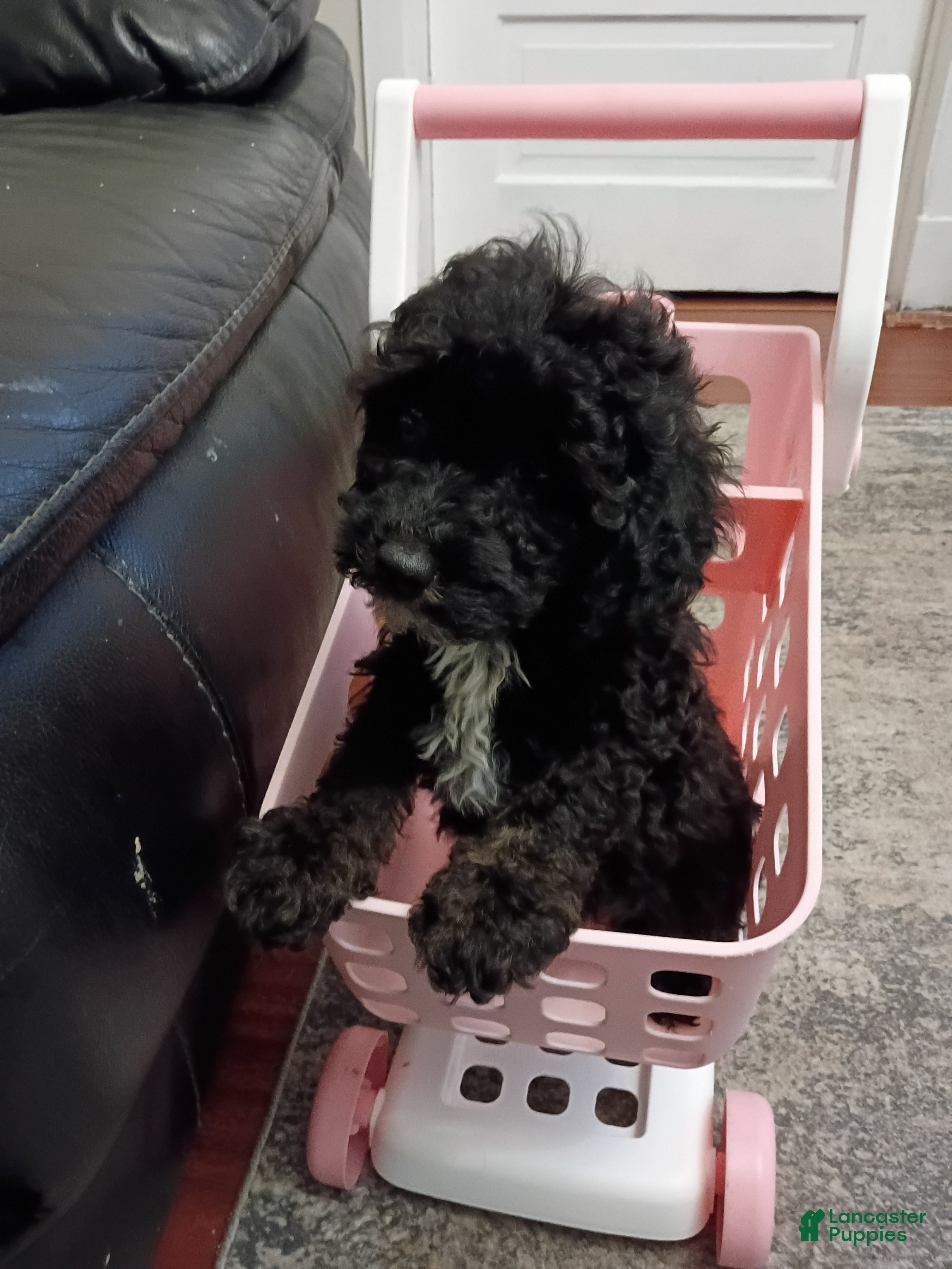 Miniature Poodle dogs for sale: Miniature Poodle 1 - Ad 3