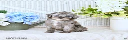 Mini Aussiedoodle dogs for sale: Cody - Ad 3