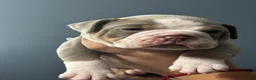 Olde English Bulldogge dogs for sale: Eeyore - Ad 6