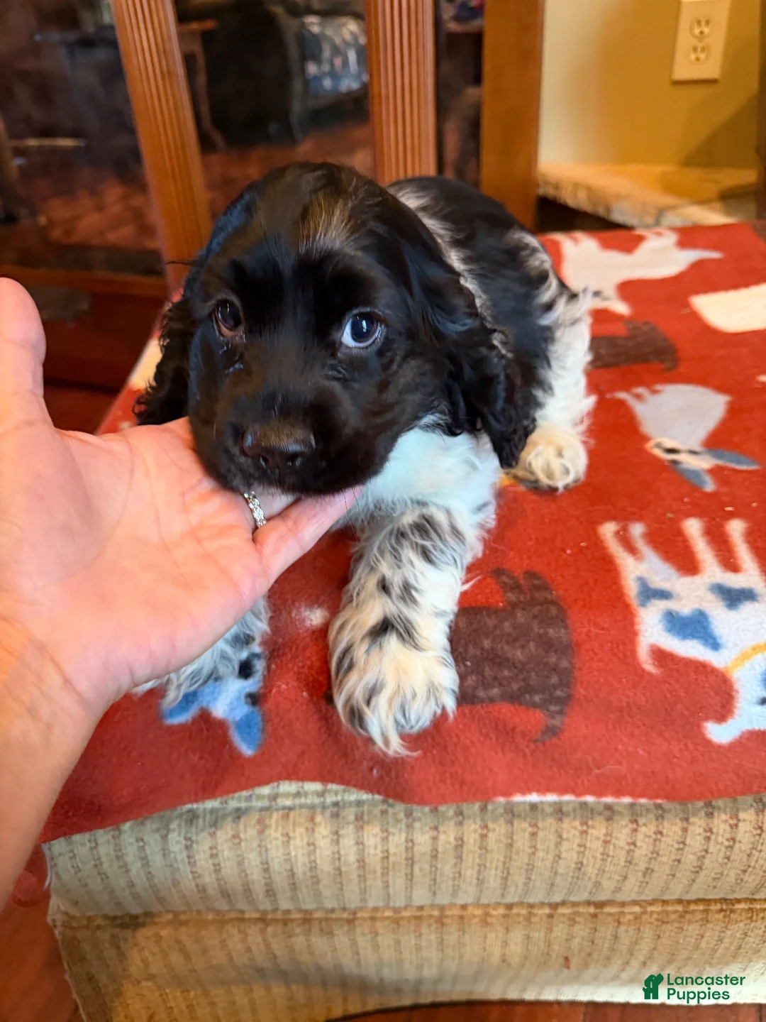 Cocker Spaniel dogs for sale: Black Jack - Ad 11