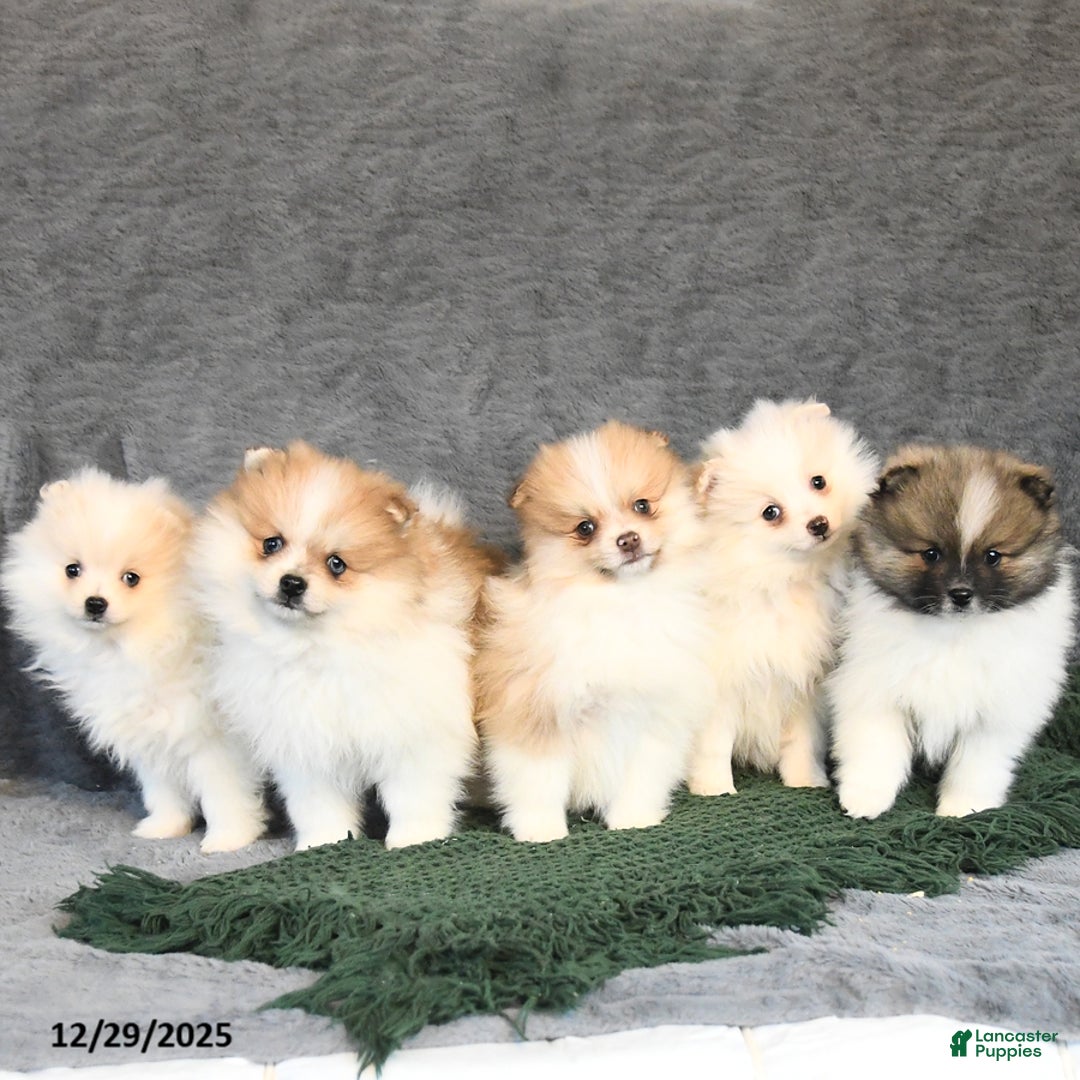 Pomeranian dogs for sale: Felix - Ad 5